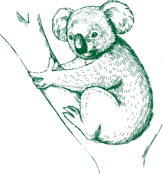 Drawn koala