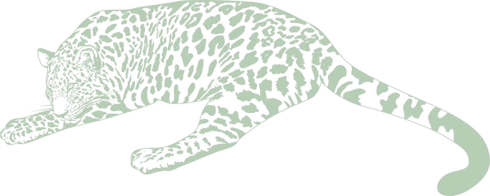 LEOPARD-CRAYON_2.png