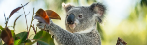koala
