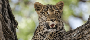 Leopards ouvrant la gueule