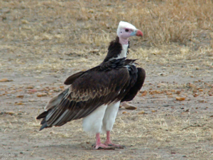 Trigonoceps occipitalis