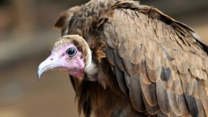 Necrosyrtes monachus