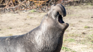 Southern elephant seal