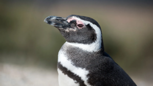 Magellanic Penguin