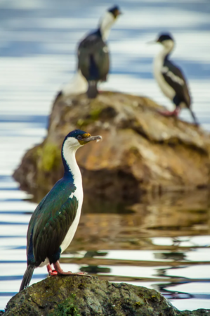 Leucocarbo atriceps