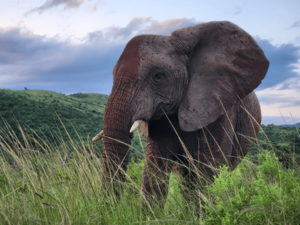 elephant
