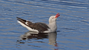 Leucophaeus scoresbii
