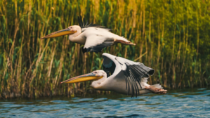 Pelicans flying