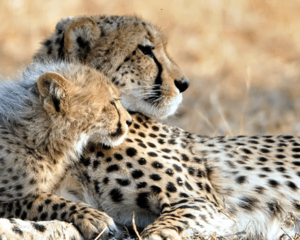 Cheetah