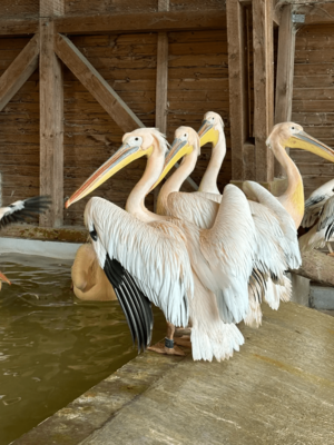 pélicans