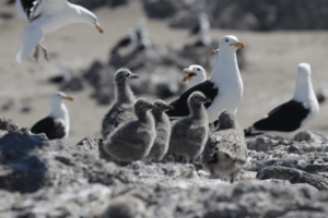 oiseaux marins.JPG