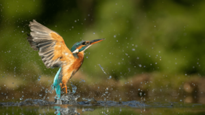 AdobeStock_269184784.jpeg
