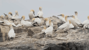 Pinguins walking