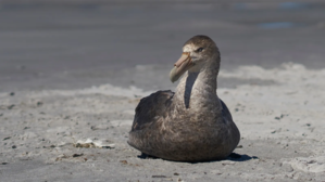 Southern giant petrel