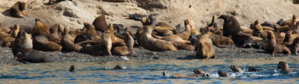 Banc d'otaries - Patagonie