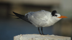 Royal Tern