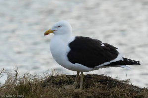 Larus dominicanus