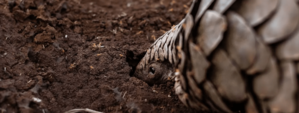 Pangolin Header