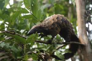 Pangolin dans un arbre