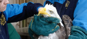 Aigle dans les bras de soignants du zoo de beauval