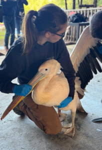 pelican