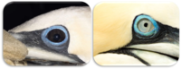 comparaison oeil.png