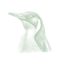 MANCHOT-CRAYON.png