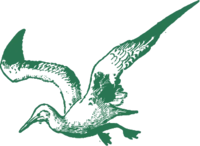 Oiseau Crayon