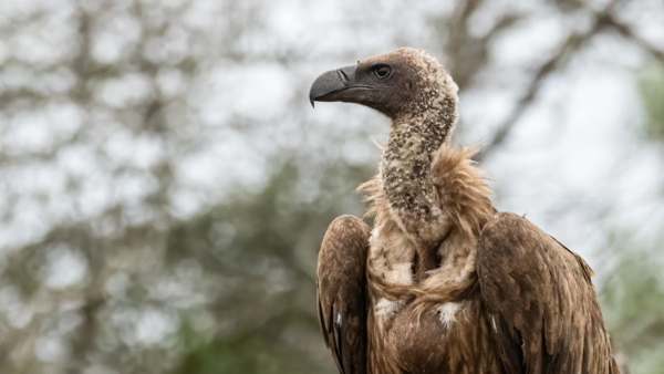 Gyps africanus