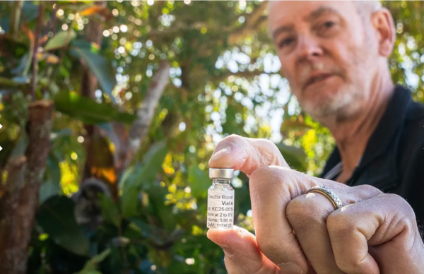 vaccin koala chlamydia peter timms