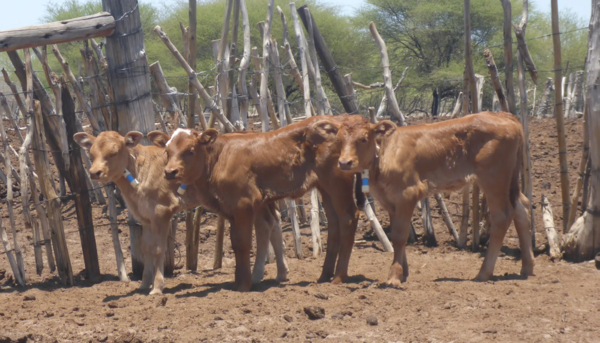 Vaches Trait&eacute;e