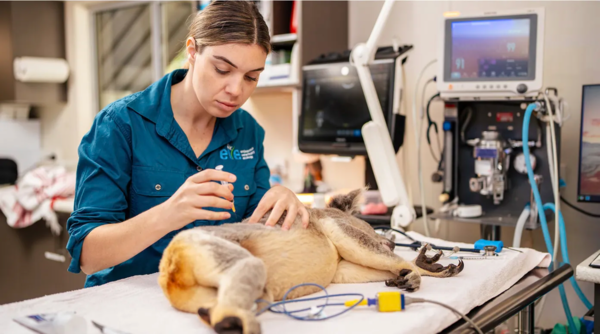 veterinaire vaccinant un animal