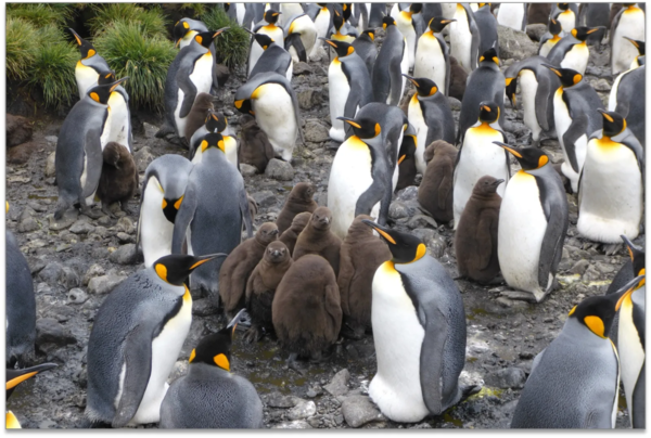 Des pinguins