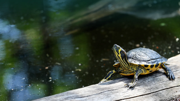 Tortue d'eau.png