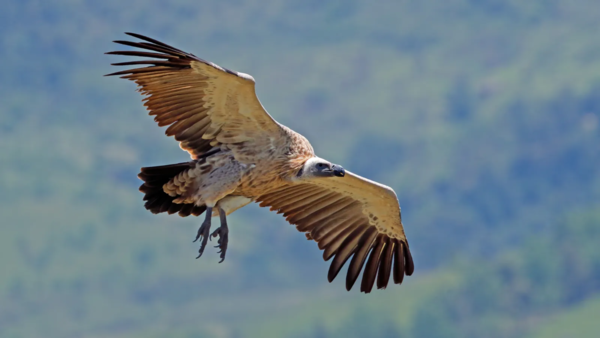 vultures