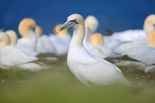 White birds on the grass