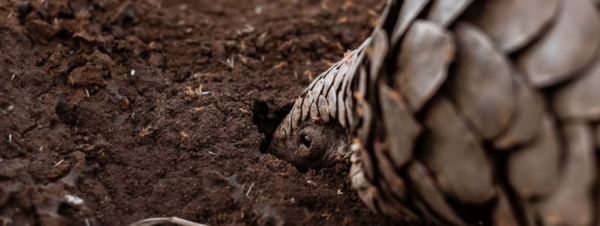 Pangolin Header