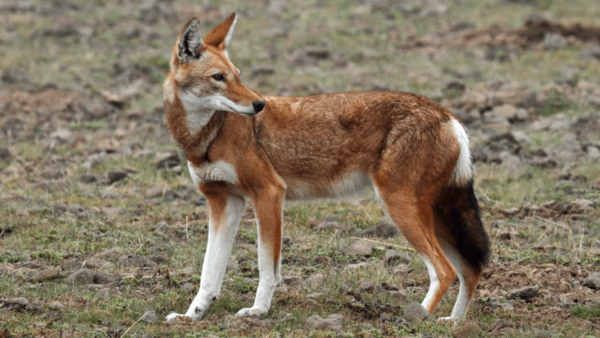 loups éthiopie