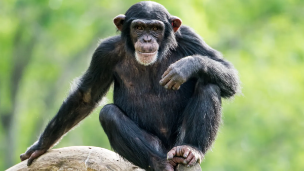 noe le singe