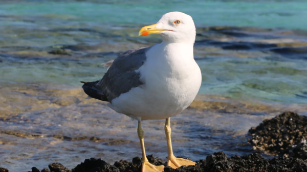 une Mouette