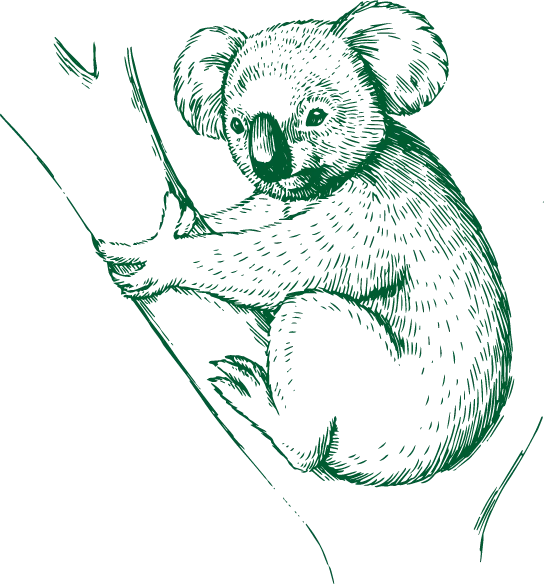 koala crayon