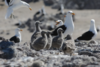 Pinguins qui marchent
