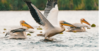 PELICANS