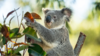 koala