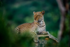 leopard