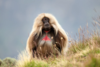 gelada