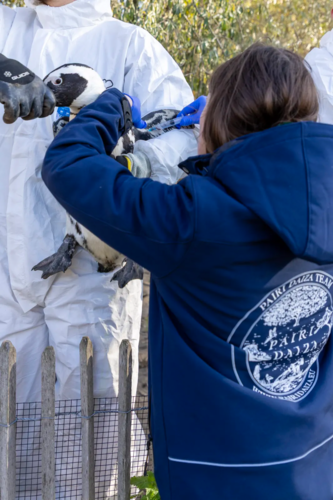 Soigneur du Zoo Pairi Daiza s'occupant d'un manchot