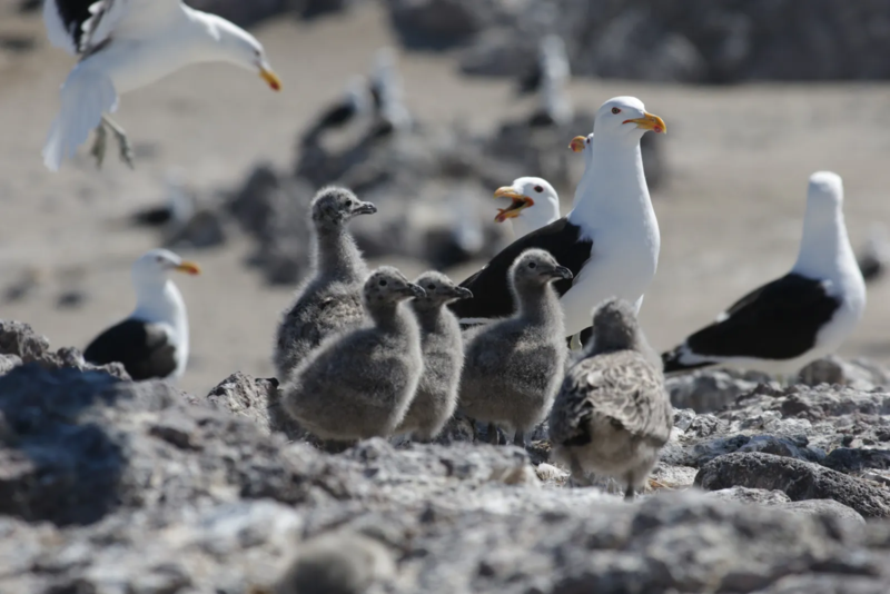 Pinguins qui marchent