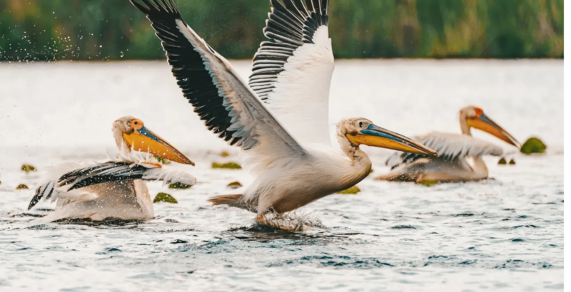 PELICANS