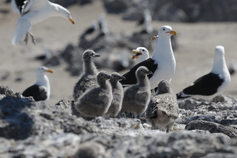 Pinguins on the beach banner